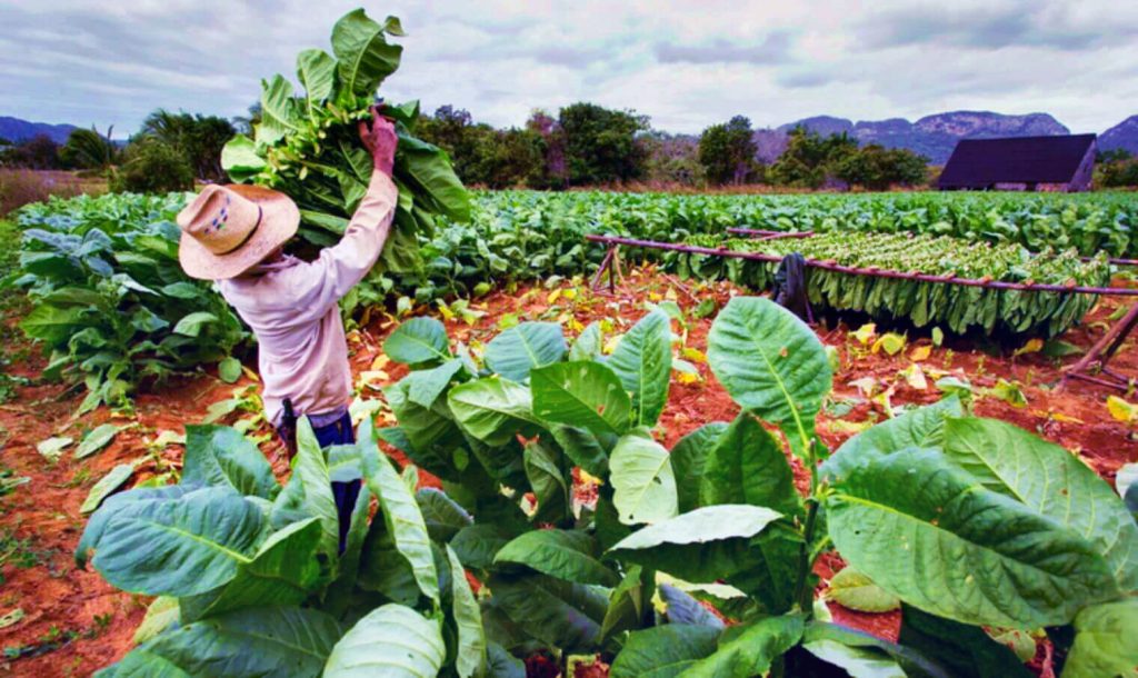 Полюбуйтесь пышными индонезийскими табачными полями в разгар сезона сбора урожая